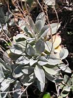 Alyssum saxatil (en Corse) (02) (Photo F. Mrugala)